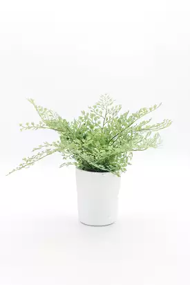 Maidenhair Fern Plant in Pot