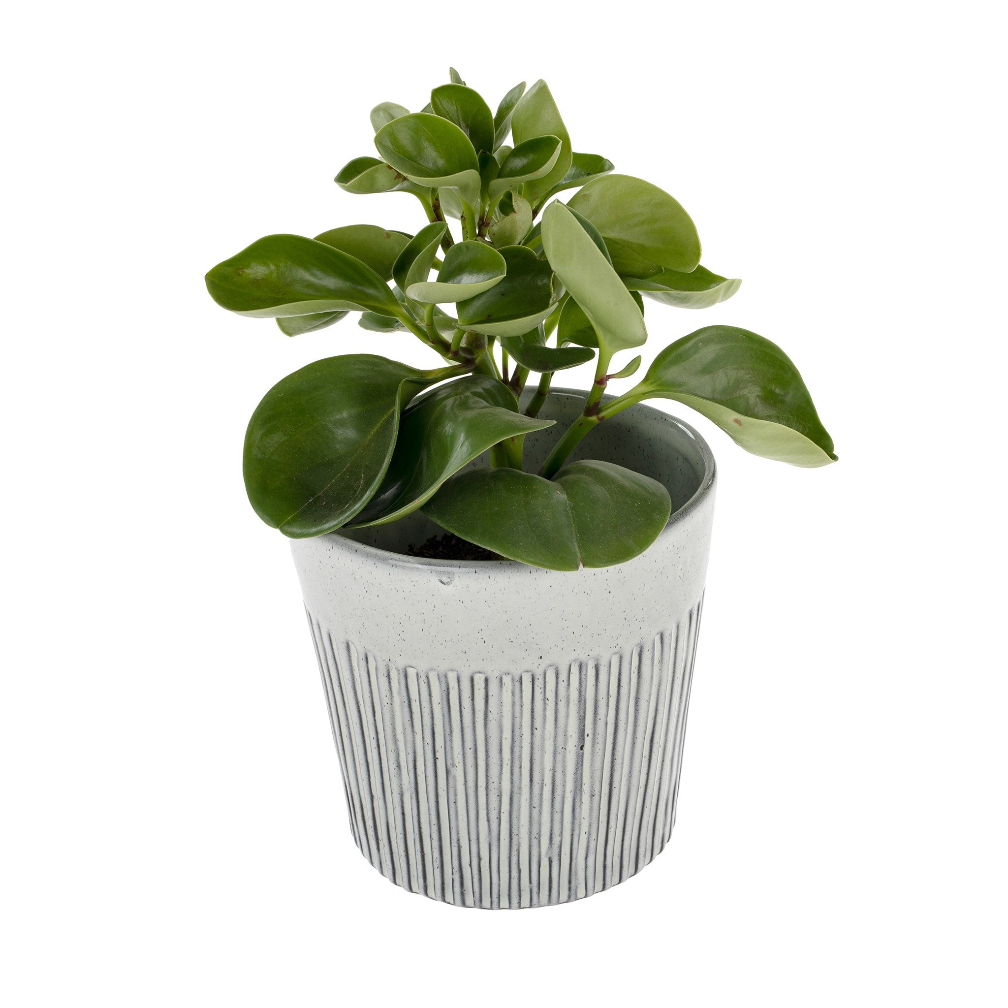 Messina Pot-Grey